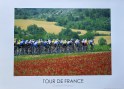 7 Tour de France poppies